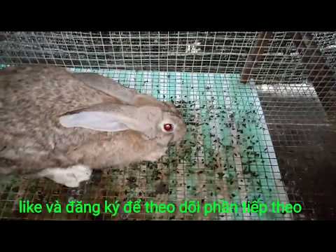 Video Thỏ Bị Tiêu Chảy Và Cách Chữa Trị - youtube