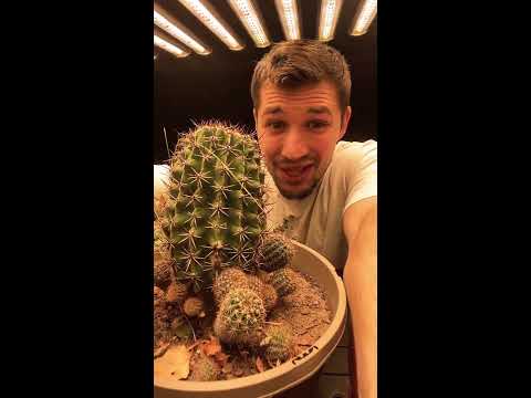 Video: Arizona Barrel Cactus Info: Carin For Arizona Barrel Cactussen in tuinen