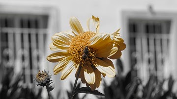 Panasonic Lumix FZ2000 / Lumix FZ2500 / One Point Color / Selektivfarbe / Video Sample / 4K