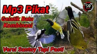 Suara Pikat Burung Gelatik Batu Kombinasi Nyerecet Ribut