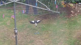 Upside Down Magpie