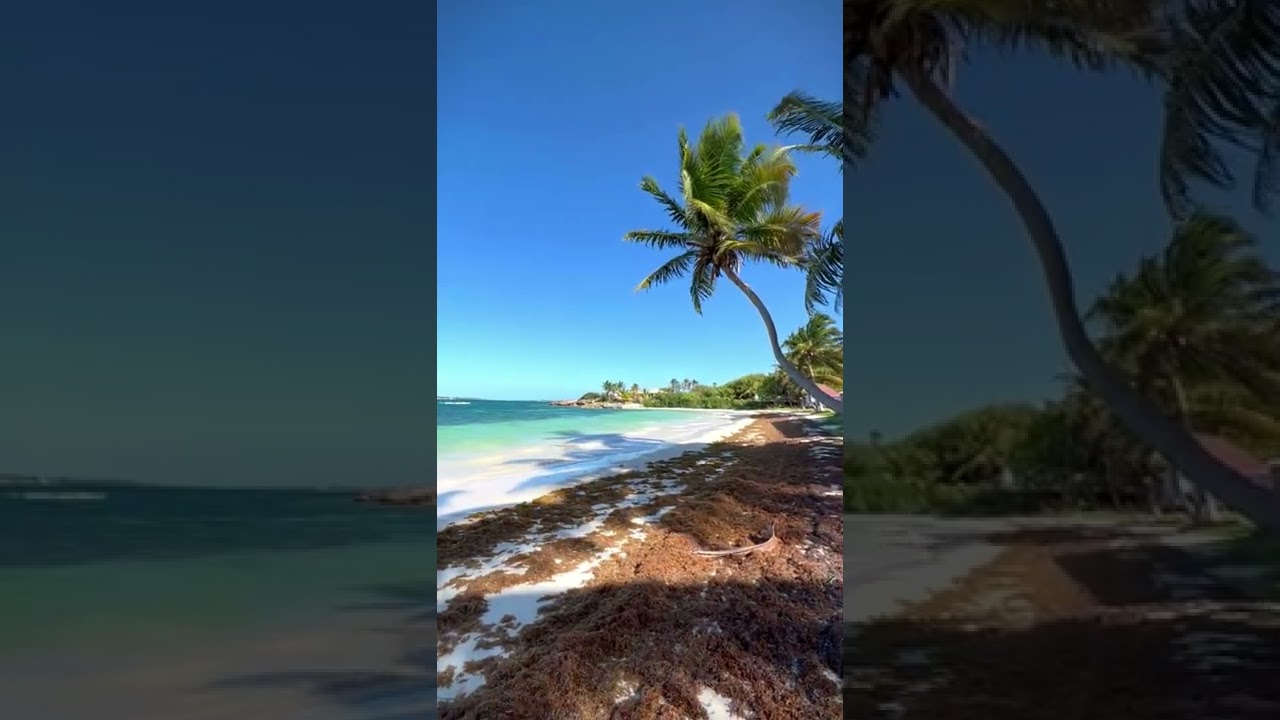 Palm trees and ocean breeze