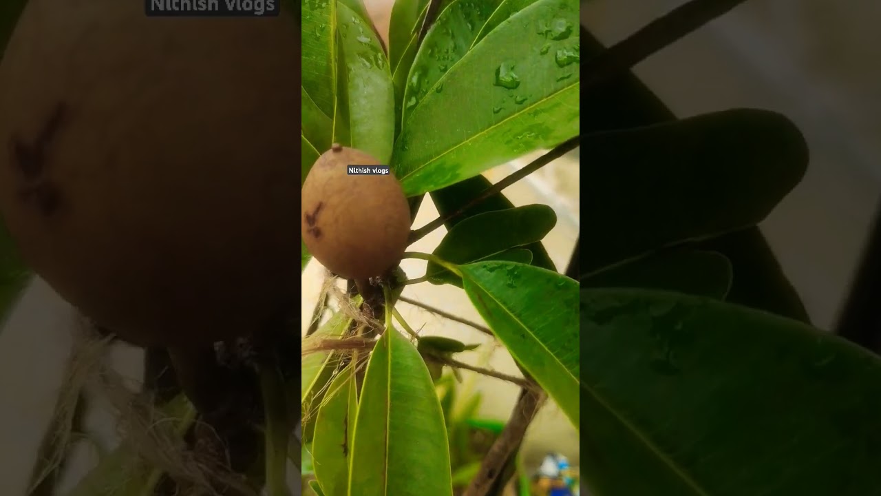 Sapota plant on terrace garden 