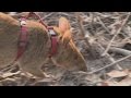Крысы-сапёры избавляют Камбоджу от мин (новости)