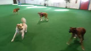 3 boxers and a golden retriever