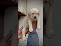 #labrador #labrador #love #dogshorts #dog #trendingshorts #trend #tiktok #youtube #youtubeshorts