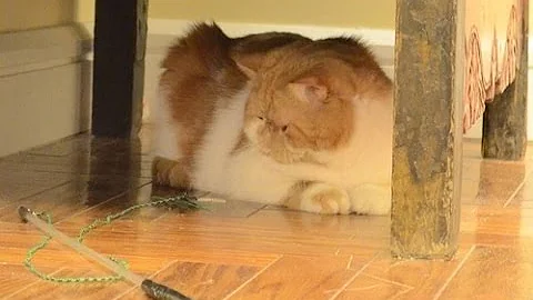 Video 1204241: exotic shorthair cat plays, shorthair cat faces, shorthair cat toys