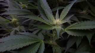 Doc's Oregon Greenhouse light dep week 2