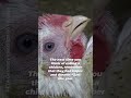 Remember Her Face the Next Time You Order Chicken 💔🐔