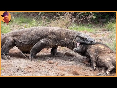 15 Merciless Komodo Dragons Swallowing Animals