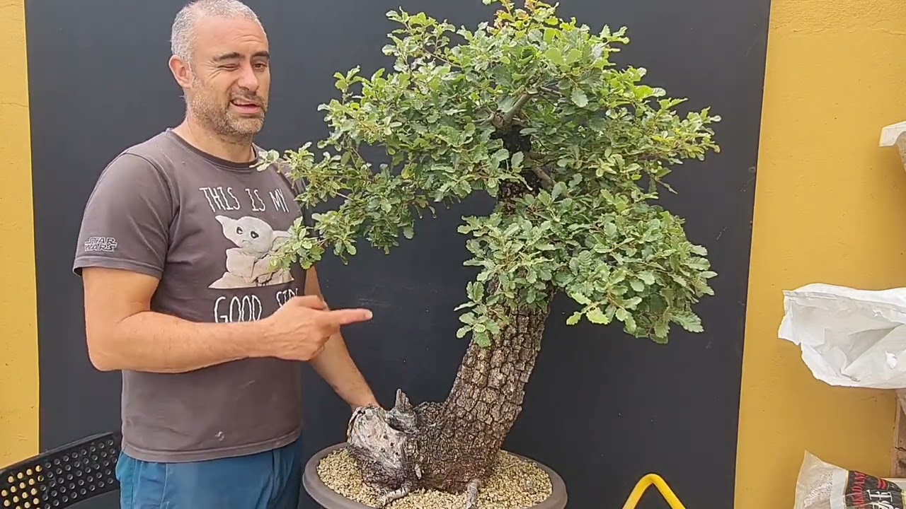 Más  árboles  en oferta