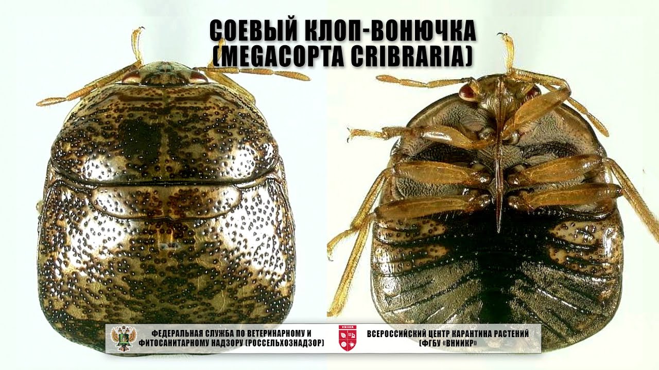 Соевый клоп-вонючка (Megacopta cribraria)