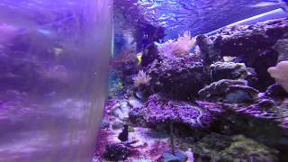 Fish Eating Dinner