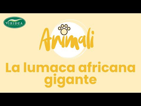 Video: Per Cosa Sono Famose Le Lumache Giganti Africane?