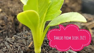 How To Grow Dahlias from Seeds