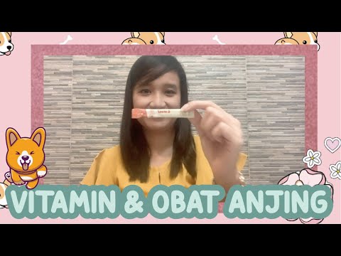 Video: Probiotik Untuk Anjing - Prebiotik & Makanan Anjing Sehat