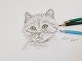 How to draw a cat كيفية رسم القطة بالرصاص