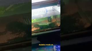 Chana Asiatica , Exotis Mode On