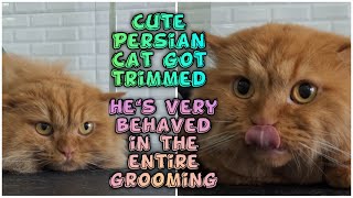 Persian cat trimming|Persian cat grooming|#persiancat #catlover #cutecat by Groomers Archive 206 views 10 months ago 8 minutes, 27 seconds