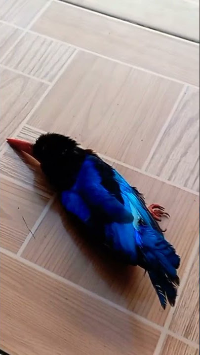 RELEASE BURUNG TENGKEK UDANG/CEKAKAK