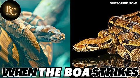 Why Boas Are Terrifying! | Boa Constrictor