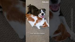 Cat steals food for dog  #cats #catsanddogs #funnycats #dogs