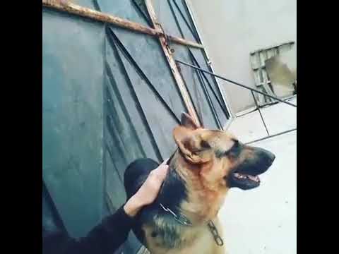 محمد حوتي مقلد حفيظ دراجي معا ديانا