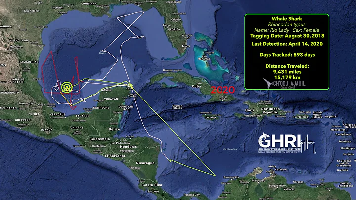 Whale Shark Tracking - Rio Lady