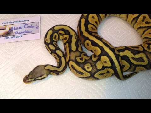 2012 Holdbacks & Purchases