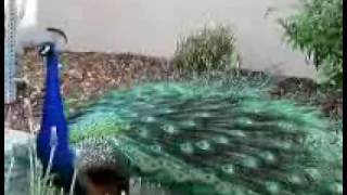 Peacock 980705