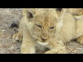 Pride of lions with cubs wanting milk