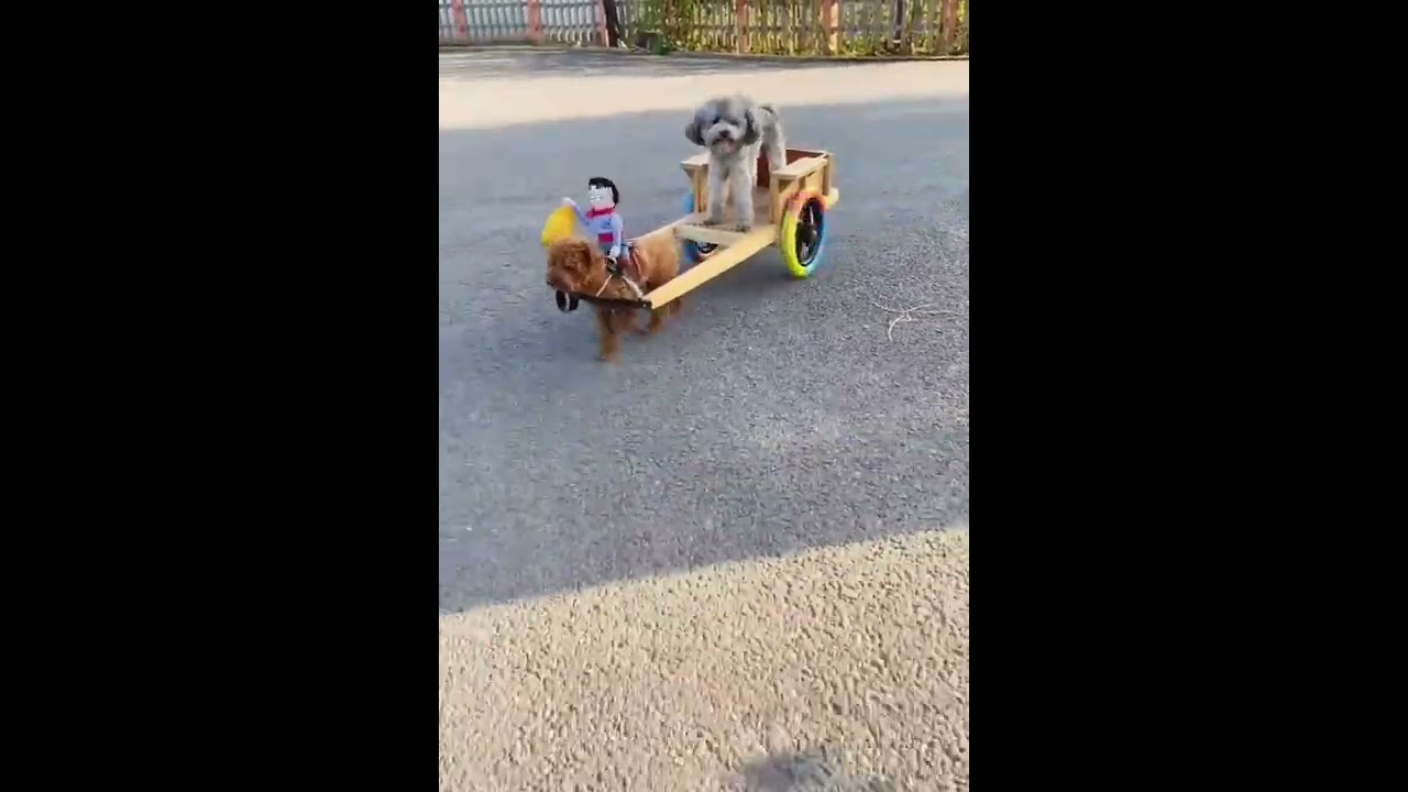 강아지 마차 진짜 너무 귀엽다(The dog carriage is so cute)ㅋㅋㅋ