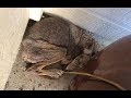 家の入口で倒れていた犬を発見し保護 しかしその動物は犬ではなかった