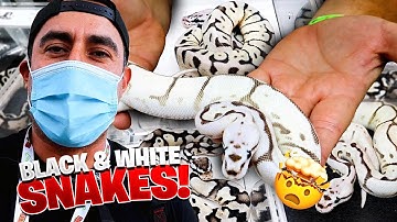 Wauw!! Zwart-witte slangen op de NARBC Expo!!