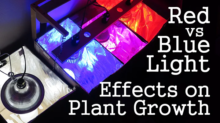 Experiment: Red Light vs Blue Light -How Spectrums Affect Plant Growth- LED vs CFL - DayDayNews