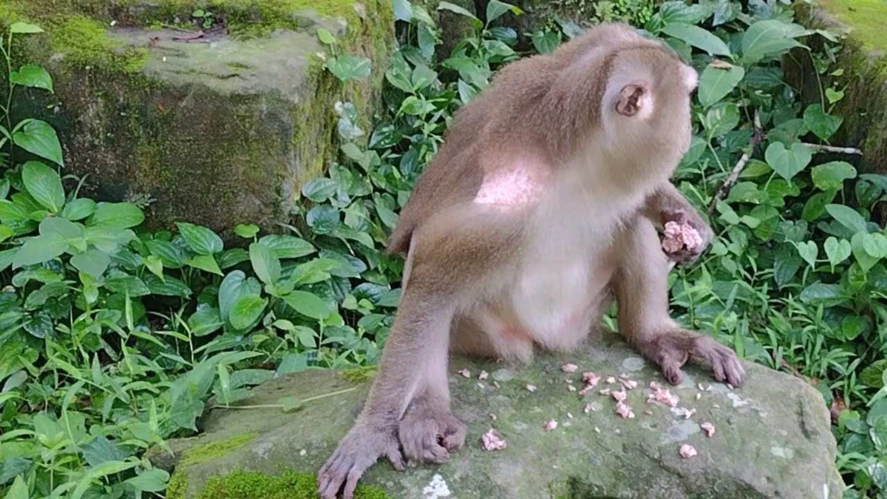 MAMAA- ANGKOR WILD MONKEY