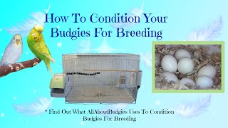 How To Condition Your Budgies For Breeding - Part 1 screenshot 1