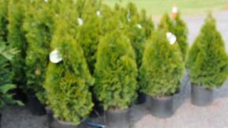 About Emerald Green Arbs