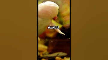 In this video, we dive into the incredible regenerative abilities of the Axolotl!