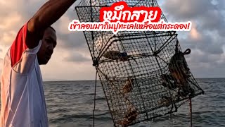 กู้ลอบดักปูทะเล🦀ลองออกมาวางแนวลึกดูบ้าง ปูยังไม่เยอะเท่าไร แต่ปูที่ได้แต่ละตัว สวยๆ ทั้งนั้น!!EP.159