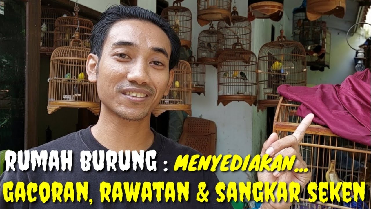 RAJA NYEROK INI MAH, DAPAT GACORAN FULL MATERI DAN READY JUGA SANGKAR SEKEN