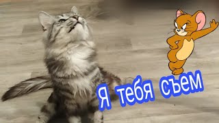 Кот-инвалид играет// Серый кот играется 🐈 Кот-инвалид играет// Серый кот играется 🐈