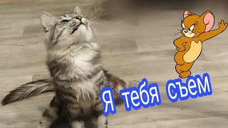 Кот-инвалид играет// Серый кот играется 🐈