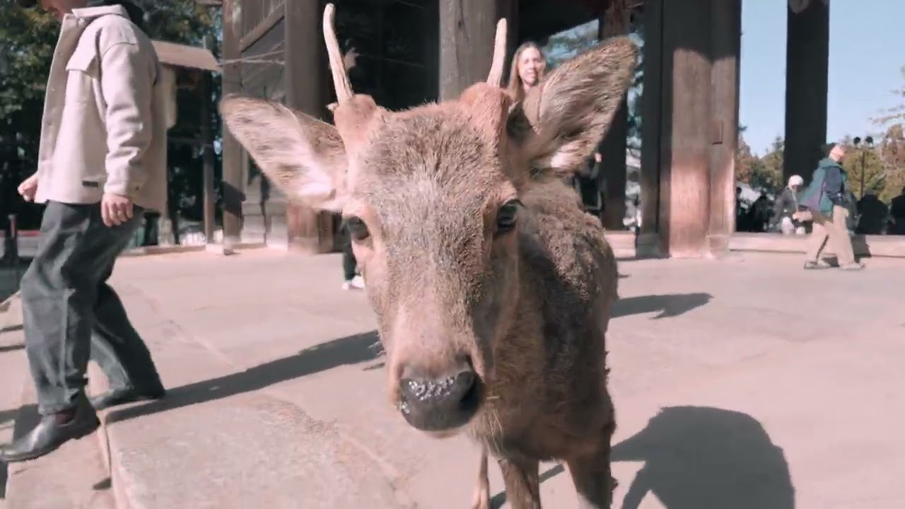 attacked by deer in nara, japan