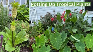 These TROPICAL PLANTS are a MUST for your garden