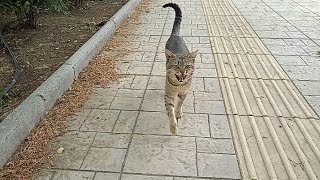 Cat playing and talking with friends at the park