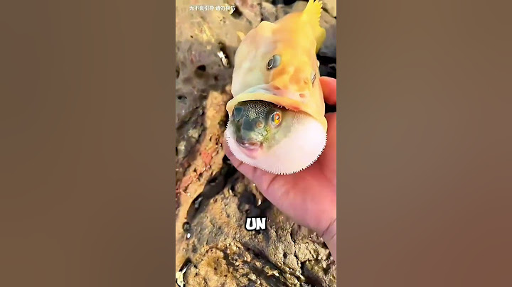 Amazing! Rescue a Pufferfish from Another Fish's Stomach 🐡😱 #shorts