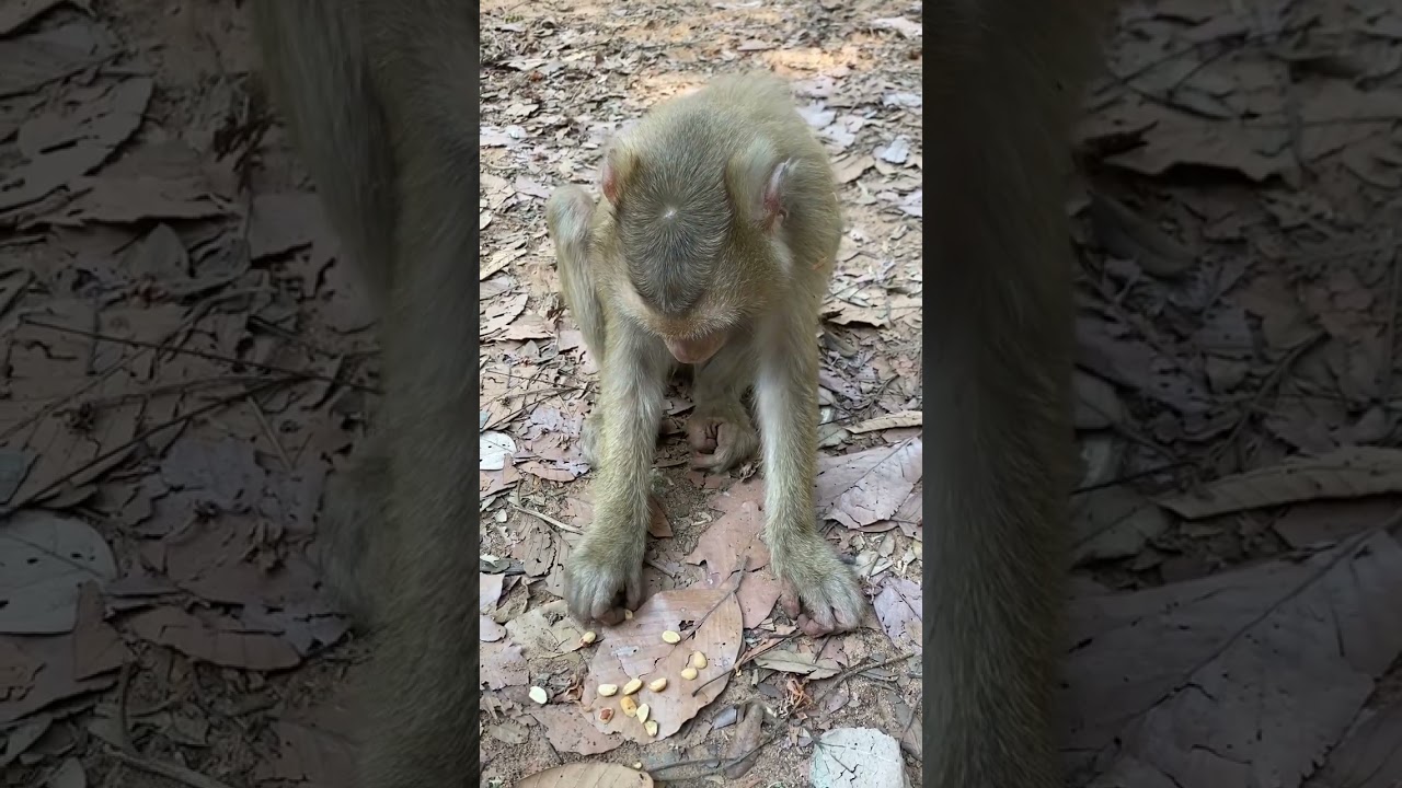Cutest Monkeys , Funny Video , Family Monkeys (999) 