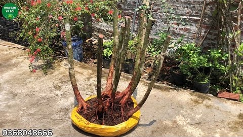 Bụi sim tím bầu to rễ nhiều 8 thân