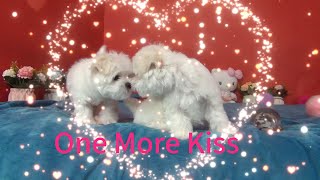 One More Kiss. #maltese #puppy #dog